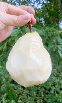 丑梨