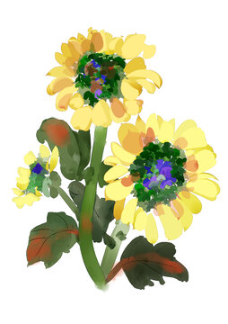 菊花手繪