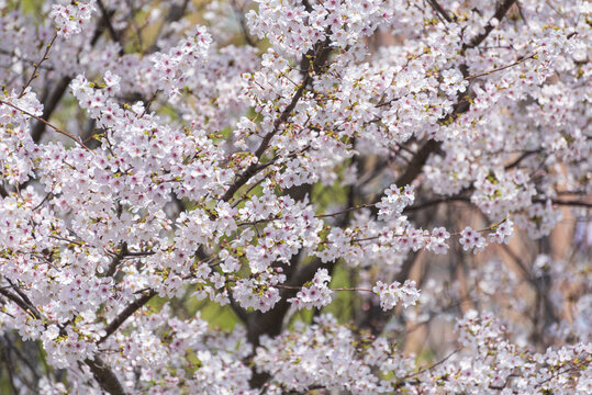 樱花树