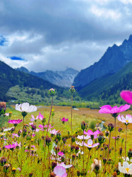 格桑花