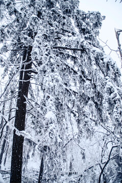 森林雪景