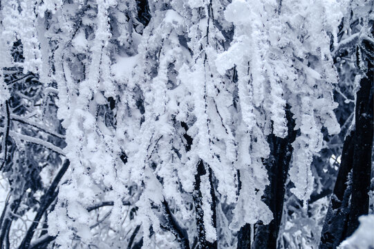 森林雪景