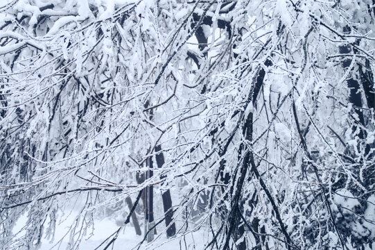 森林雪景