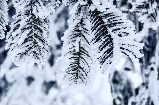 森林雪景