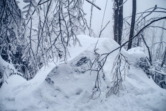 森林雪景