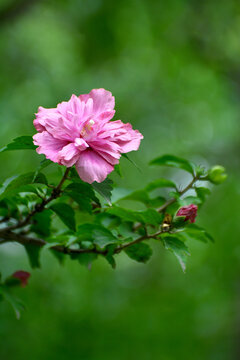 木芙蓉