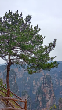 黄石寨黄山松