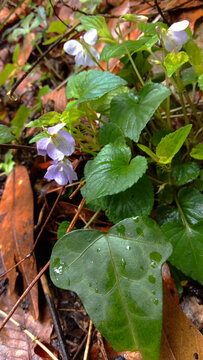 张家界黄石寨深山堇菜