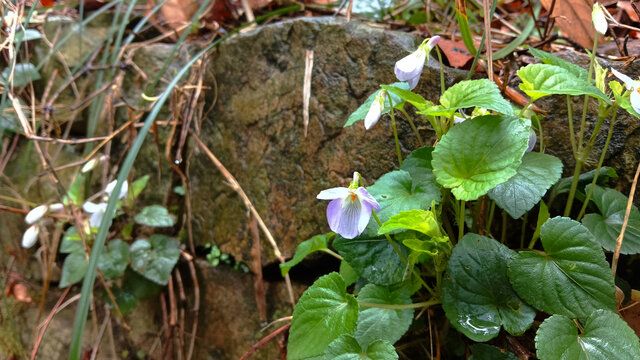 张家界黄石寨深山堇菜