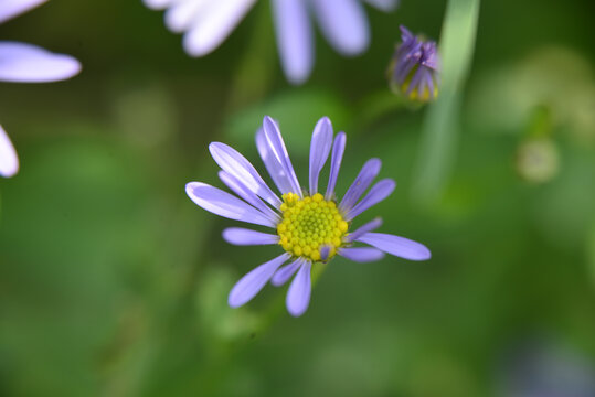 野菊花