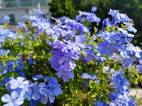 蓝雪花