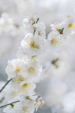 南京雨花台风景区的白色梅花