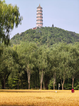 稻田和玉峰塔