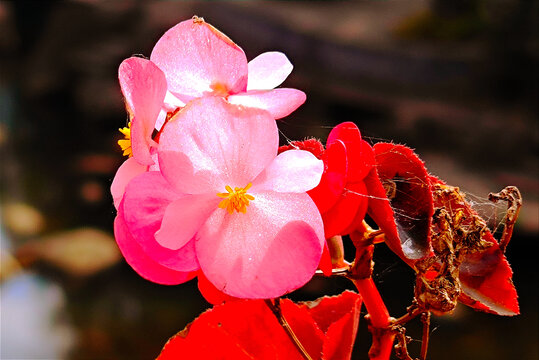 海棠花开