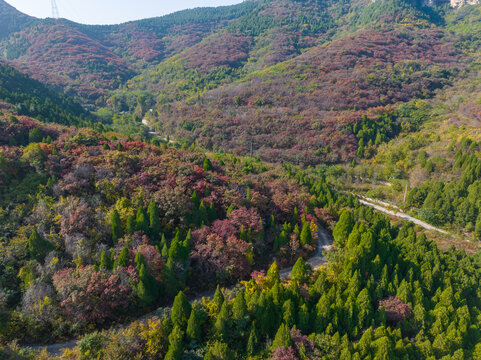 济南八里峪红叶