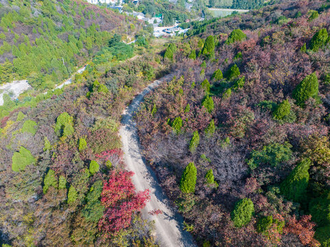 济南八里峪红叶