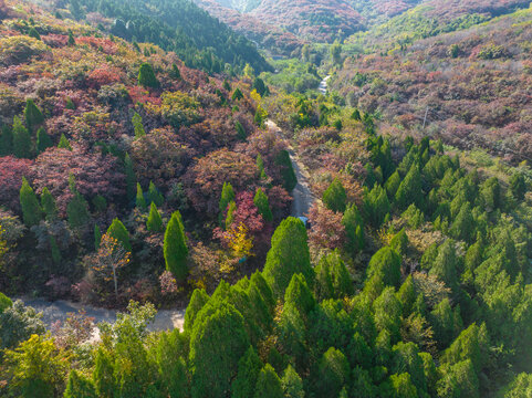 济南八里峪红叶