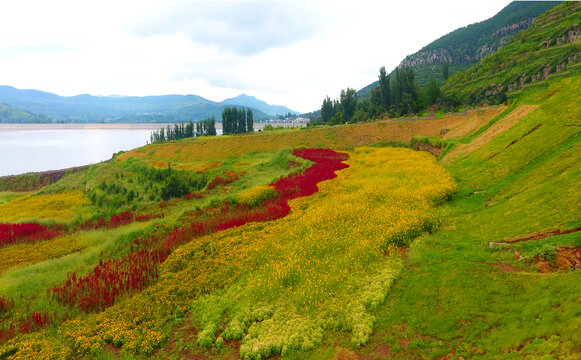 湖边护坡花海