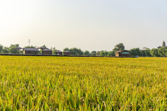 南京湖熟现代农业示范区