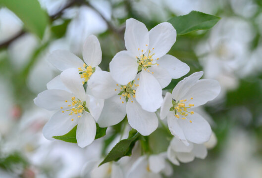 山丁子花