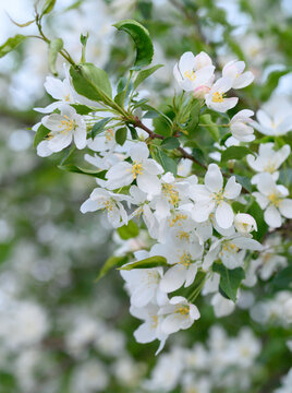 山丁子花