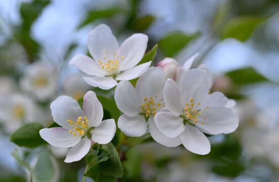 山丁子花