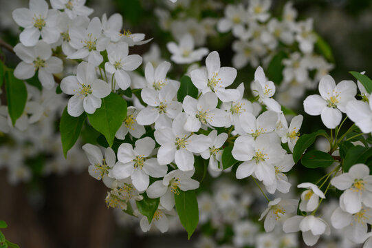 山丁子花