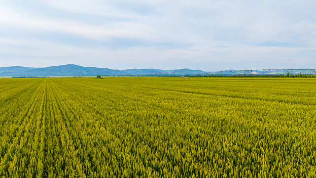 夏日麦田