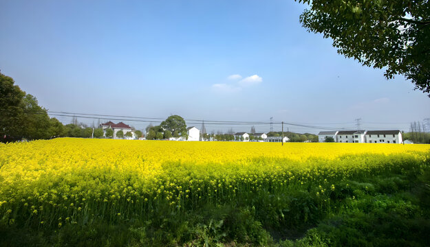 上海青浦农村