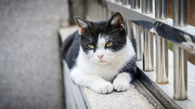 慵懒的猫