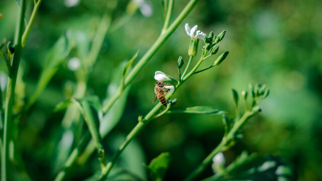 采蜜的蜜蜂