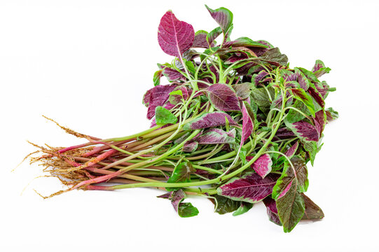 紫苋菜