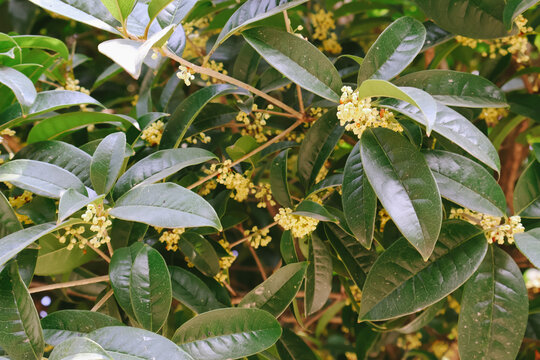 秋季桂花树枝头盛开的桂花月桂