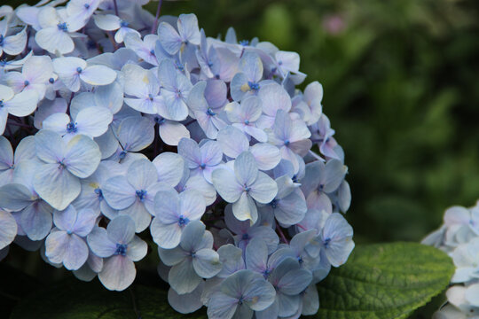 蓝色绣球花卉摄影特写