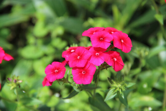 花卉摄影鲜花植物特写