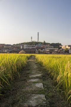 永春花石村金色稻田