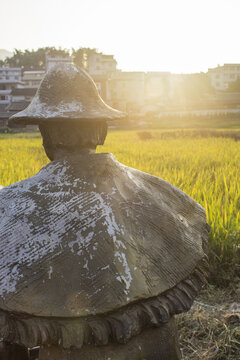 永春花石村金色稻田