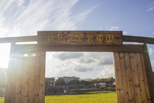 永春花石村金色稻田