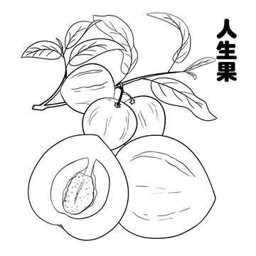 人生果線描