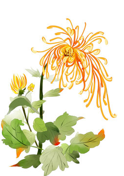 菊花圖案