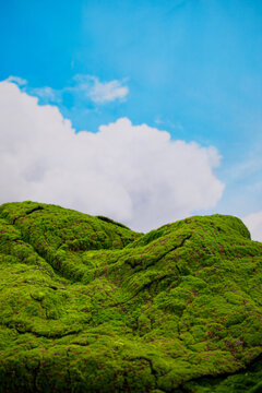 草地背景