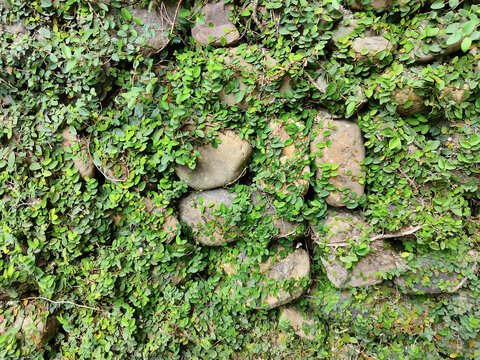 绿植与石墙