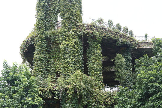 植物与建筑