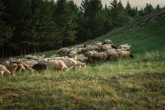 松树林前草地上的羊群
