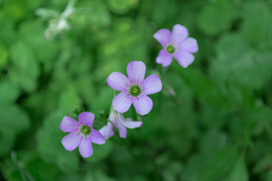 小花