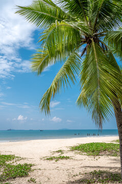 热带海滨沙滩椰子树