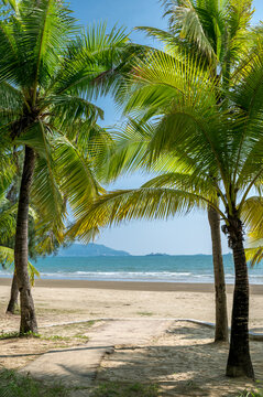 海滨沙滩椰子树林