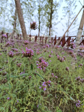 花草