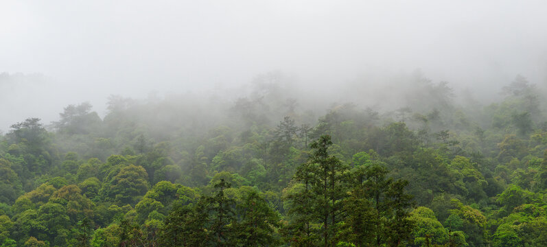 山林雨雾