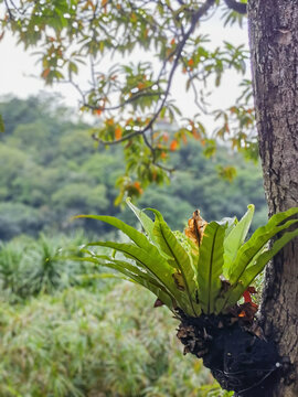 深圳仙湖植物园